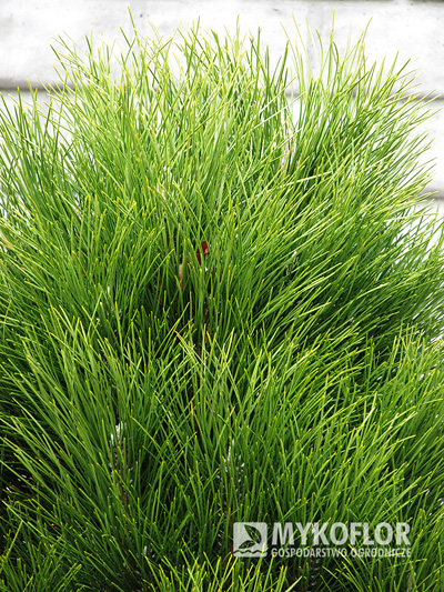 Сосна черная Грин Тауэр